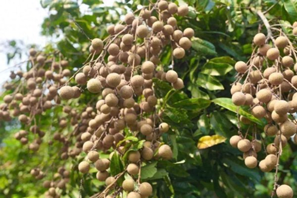 锦鲤配资 龙眼季别只当水果吃，煮着吃作用大，能解决诸多烦恼