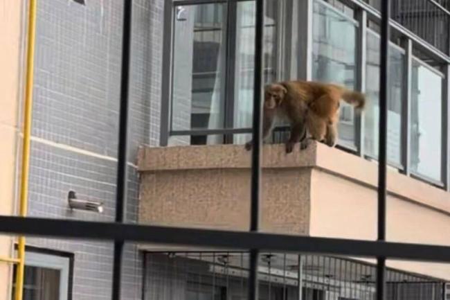 物业回应小区惊现猴子飞檐走壁
